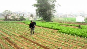 Chuyển mục đích sử dụng 242,44 ha đất trồng lúa sang đất phi nông nghiệp