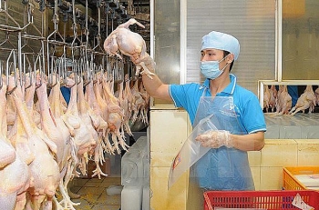 Nghành chăn nuôi Việt Nam tìm cơ hội xuất khẩu