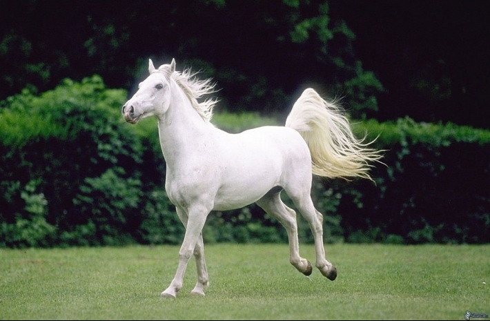 Thực hư chuyện cao ngựa bạch là "thần dược" giúp chắc xương khỏe cốt