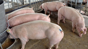 Giá lợn hơi hôm nay: Miền Bắc tiếp tục tăng