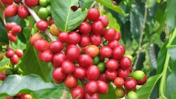 Giá cà phê hôm nay 6/1: Chốt tuần ở mức 34.000 đồng/kg