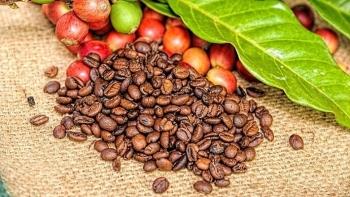 Giá cà phê hôm nay 9/1: Tăng 300 đồng/kg