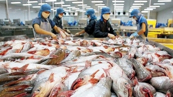 Mỹ trở lại vị trí dẫn đầu thị trường nhập khẩu cá tra Việt Nam năm 2018