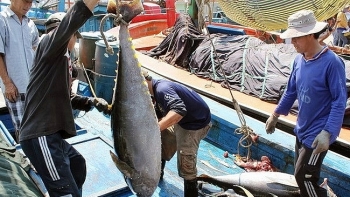 Mỹ, EU và ASEAN chi phối xuất khẩu cá ngừ Việt Nam