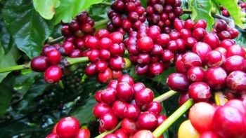 Giá cà phê hôm nay 9/2: Giảm 300 đồng/kg