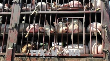 Nguy cơ cao lây nhiễm dịch tả lợn châu Phi sang Việt Nam