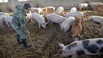 Dịch tả lợn Châu Phi vào Việt Nam gây hoang mang cho người chăn nuôi