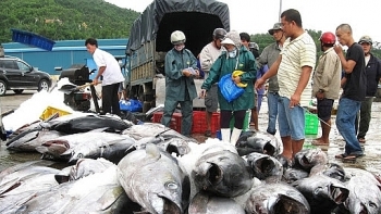 Xuất khẩu cá ngừ sang Mỹ tăng mạnh