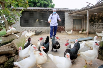 Nhiều địa phương xuất hiện dịch cúm gia cầm H5N6