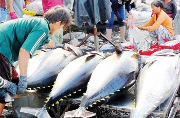 Dịch bệnh Corona có thể gây khó khăn về nguyên liệu cá ngừ