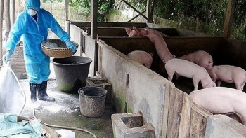Dịch tả lợn châu Phi xuất hiện ở Hải Dương, 7 tỉnh thành đã thông báo có dịch