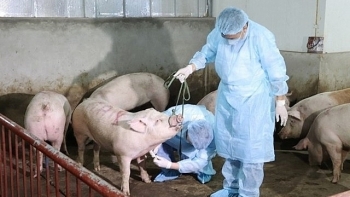 Tăng mức hỗ trợ 80% giá tiêu hủy lợn nhiễm dịch tả châu Phi