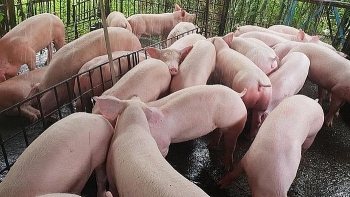 Giá lợn hơi hôm nay 6/3: Miền Nam giảm, cả nước có 8 tỉnh bùng phát dịch ASF