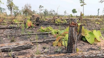 Gia Lai: Bắt giữ một đối tượng trong vụ phá rừng làm nương rẫy quy mô lớn