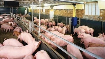 Giá lợn hơi hôm nay 7/3: Miền Bắc duy trì, miền Trung và Nam giảm