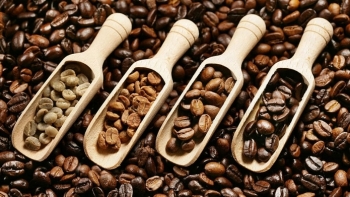 Giá cà phê hôm nay 7/3: Tăng 100 đồng/kg