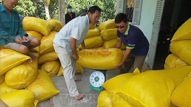 Giá lúa tăng từ 200- 300 đồng/kg