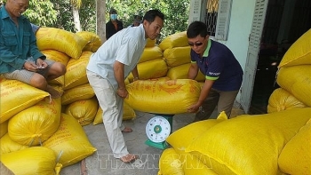 Giá lúa tăng từ 200- 300 đồng/kg