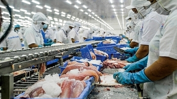 Tín hiệu tích cực cho cá tra Việt Nam tại thị trường EU
