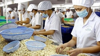 Việt Nam - Ấn Độ định hướng phát triển bền vững cho thị trường điều toàn cầu