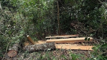 Phát hiện vụ phá rừng nghiêm trọng ở Vườn Quốc gia Phong Nha-Kẻ Bàng