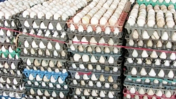 Giá trứng thấp chưa từng thấy, người chăn nuôi lỗ nặng