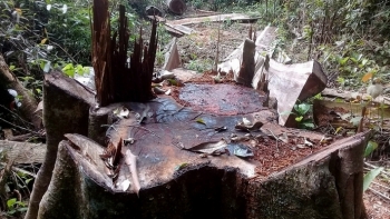 Gia Lai: Bắt năm đối tượng khai thác gỗ rừng trái phép