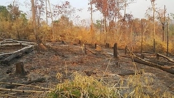 Gia Lai: Khởi tố sáu hộ dân phá gần 5 ha rừng phòng hộ làm nương rẫy