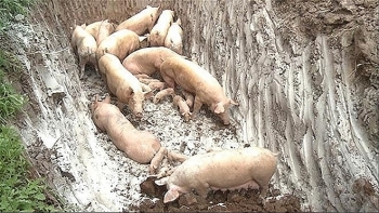 FAO: Việt Nam nên ban bố tình trạng khẩn cấp về dịch tả lợn châu Phi