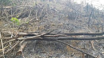 Nghệ An: Phó chủ tịch xã tham gia phá 2,5 ha rừng