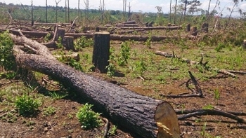 Chủ tịch xã nhận 350 triệu đồng để lâm tặc cắt hạ hàng nghìn cây thông