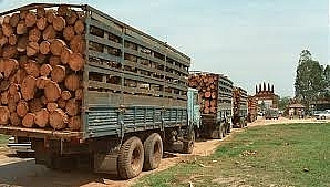 Vận chuyển thuê gỗ lậu bị xử lý như thế nào?