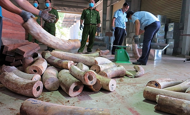 bat giu 91 tan nghi la nga voi o da nang