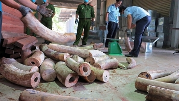 Bắt giữ 9,1 tấn nghi là ngà voi ở Đà Nẵng