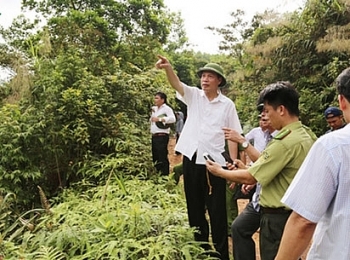 Quảng Ninh: Điều tra làm rõ vụ chặt phá 3,3 ha rừng phòng hộ