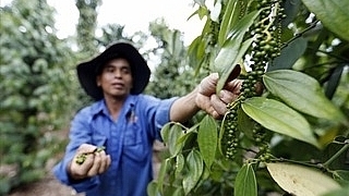 Người dân trồng tiêu lao đao bởi món nợ hơn 4.300 tỷ