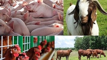 Chăn nuôi sử dụng hơn 1.000 tấn kháng sinh mỗi năm