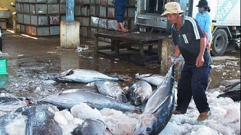 Trung Quốc “rời khỏi” top thị trường xuất khẩu lớn của cá ngừ Việt Nam