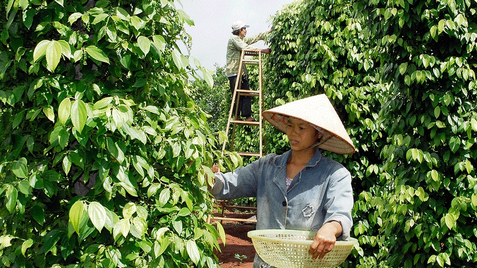 Cập nhật giá hồ tiêu hôm nay 7/3: Trong nước yên ắng