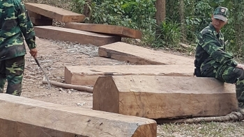 Tiếp tục phát hiện nhiều gỗ lậu tại khu vực biên giới Quảng Trị