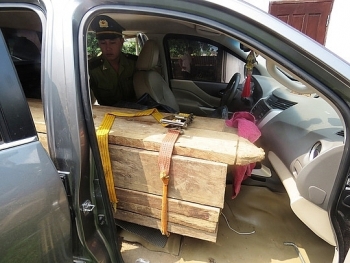 Quảng Bình: Bắt giữ xe biển số giả chở gỗ lậu