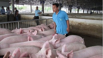 Giá lợn hơi hôm nay ngày 2/4: Miền Trung giảm sâu