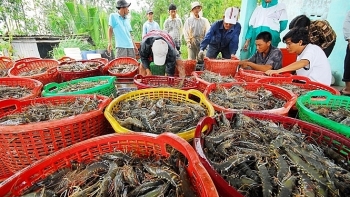 Ra mắt sàn giao dịch tôm đầu tiên ở Việt Nam