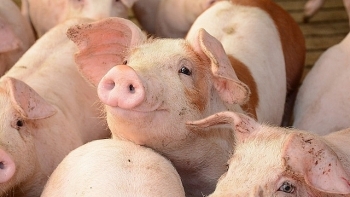 Giá lợn hơi hôm nay 9/4: Tăng mạnh trên diện rộng