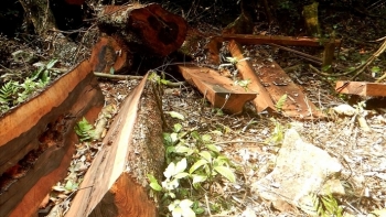 Khởi tố vụ phá rừng nghiêm trọng tại Vườn Quốc gia Phong Nha - Kẻ Bàng