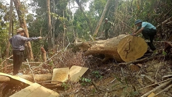 Đắk Lắk: Lâm tặc khai thác gỗ như công trường, chủ rừng không hay biết