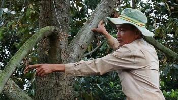 Vườn sầu riêng tiền tỷ ở Đắk Lắk nghi bị đầu độc bằng thuốc diệt cỏ