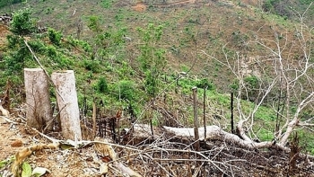 Khởi tố vụ án phá 11.300 m2 rừng tự nhiên ở Bình Định