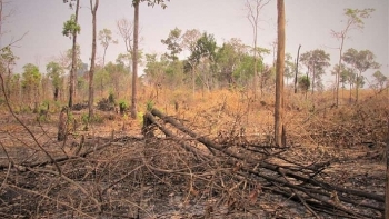 Hơn 4 ha rừng bị đốt phá ở Gia Lai