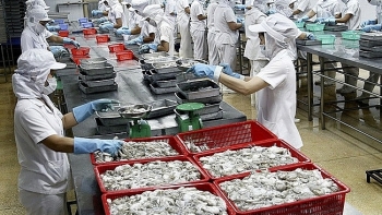 Xuất khẩu mực, bạch tuộc sang Nhật Bản tăng hơn 11%
